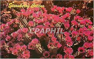 Carte Postale Moderne Strawberry Cactus