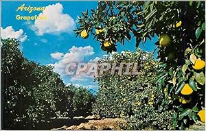 Carte Postale Ancienne Arizona Desetrt Grapefruit