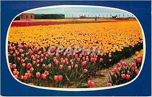 Image du vendeur pour Carte Postale Moderne Hollande en parure des Fleurs mis en vente par CPAPHIL