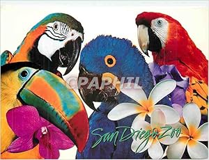 Image du vendeur pour Carte Postale Moderne San Diego Zoo Macaws and Toucan (Central and South America) Perroquet mis en vente par CPAPHIL