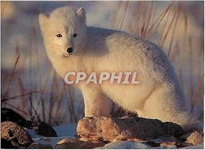 Imagen del vendedor de Carte Postale Moderne Renard POlaire (Alopex Lagogus) Churchill (Manitoba Canada) Artic Fox(Alopex Lagogus) a la venta por CPAPHIL