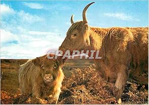 Immagine del venditore per Carte Postale Moderne Highland Cow and Calf Scotland The Shaggy Coats of this native of Cattle Vaches venduto da CPAPHIL