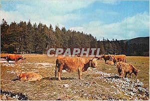 Immagine del venditore per Carte Postale Moderne Highland Cattle at Invercauld Deeside Aberdeenshire Vaches venduto da CPAPHIL