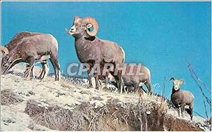 Seller image for Carte Postale Moderne Canadian Rockies Rocky Montain Bighorn Sheep frequently seen along the highways of the national parks for sale by CPAPHIL