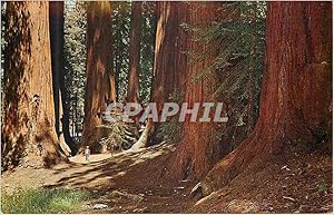 Carte Postale Ancienne The Famous Senate Group California Redwoods