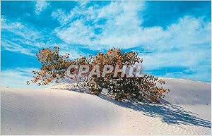 Carte Postale Ancienne New Mexico Buried Cottonwood Tree White Sands National Monument