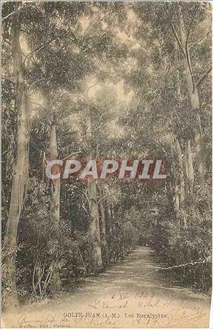 Carte Postale Ancienne Golfe Juan (A M) Les Eucalyptus