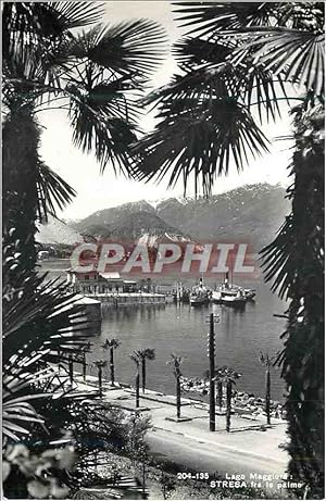 Carte Postale Moderne Lago Maggiore Stresa fra le Palmo