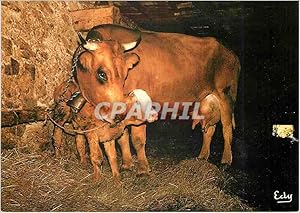 Image du vendeur pour Carte Postale Moderne Maternite Vaches mis en vente par CPAPHIL