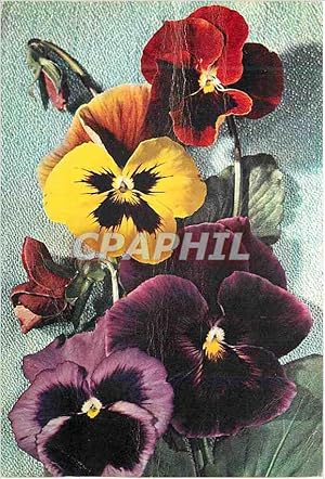 Seller image for Carte Postale Moderne Pansies Latine Name Viola Wittrockiana Family Violaceae for sale by CPAPHIL