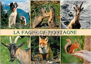 Bild des Verkufers fr Carte Postale Moderne La faune de montagne Saint Bernard Marmotte Bouquetin Chevre Renard Ecureuil zum Verkauf von CPAPHIL