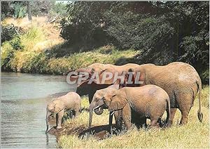 Image du vendeur pour Carte Postale Moderne L'Elephant de Savane Loxodonta africana WWF mis en vente par CPAPHIL
