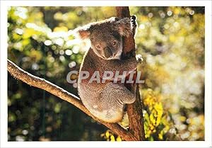 Image du vendeur pour Carte Postale Moderne Koala dans un arbre Collection vie Sauvage mis en vente par CPAPHIL