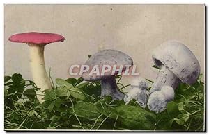 Bild des Verkufers fr Fantaisie - Plantes - Champignons - Pilze - mushrooms - Carte Postale Ancienne zum Verkauf von CPAPHIL