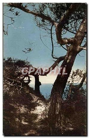 Image du vendeur pour Meschers Carte Postale Ancienne Etude de pins au bord de la mer mis en vente par CPAPHIL