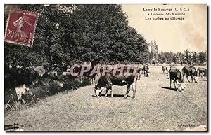 Lamotte Beuvron Carte Postale Ancienne La colonie St maurice Les vaches au paturage