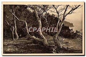 Bild des Verkufers fr Carte Postale Ancienne Les les d'Hyeres Porquerolles Les pins d'Alep zum Verkauf von CPAPHIL
