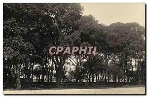 Immagine del venditore per Fantaisie - Arbres - fort - Forest - Woods - Wald - Carte Postale Ancienne venduto da CPAPHIL
