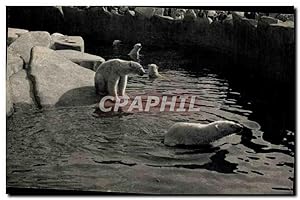 Image du vendeur pour Carte Postale Moderne Museum d'histoire naturelle Par zoologique de Vincennes Paris Bassin des ours blancs ( bear bears ) mis en vente par CPAPHIL