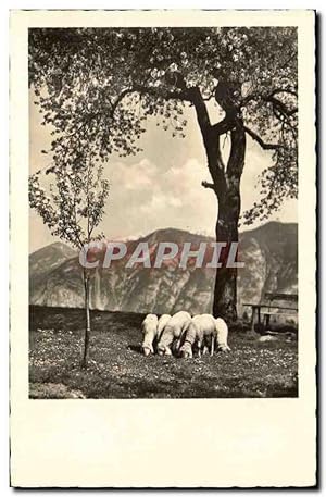 Imagen del vendedor de Animaux - Mouton - Grazing Sheep - Carte Postale Ancienne a la venta por CPAPHIL