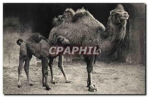 Image du vendeur pour Paris Carte Postale Ancienne Parc zoologique de Vincennes Chameau de la Bactriane et son petit zoo mis en vente par CPAPHIL