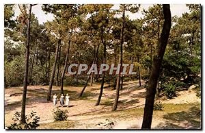 Carte Postale Semi Moderne Knokke promenade dans la forêt