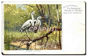 Bild des Verkufers fr Carte Postale Ancienne Great Britain Londres London From the gardens of the zoological society of london Regent's park Common herons zum Verkauf von CPAPHIL