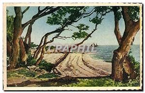 Carte Postale Ancienne île de Noirmoutier Bois de la Chaize