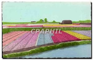 Carte Postale Ancienne Pays Bas Les champs des fleurs hollandais