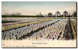 Carte Postale Ancienne Pays Bas Hyacinthenvelden