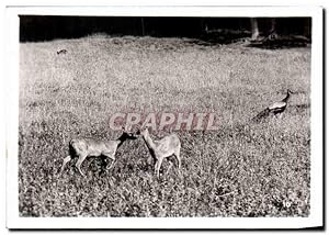 Image du vendeur pour Carte Postale Semi Moderne Par zoologique Cleres zoo mis en vente par CPAPHIL