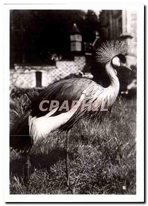 Image du vendeur pour Carte Postale Semi Moderne Par zoologique Cleres zoo mis en vente par CPAPHIL
