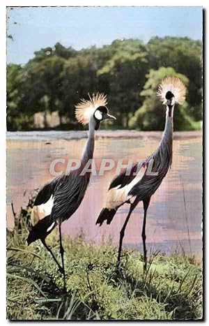 Imagen del vendedor de Animaux et Faune - Faune Africaine - Grues Couronnees - Carte Postale Ancienne a la venta por CPAPHIL