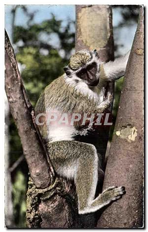 Imagen del vendedor de Animaux - Faune - Jeune Singe - Young Monkey - Carte Postale Ancienne a la venta por CPAPHIL