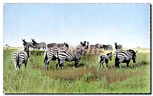 Bild des Verkufers fr Afrique - Africa - Faune Africaine - Troupeau de Zebre - Zebra - Carte Postale Ancienne zum Verkauf von CPAPHIL