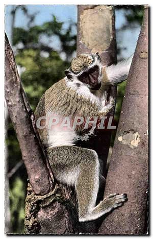 Image du vendeur pour Animaux et Faune - Jeune Singe - Young Monkey - Carte Postale Ancienne mis en vente par CPAPHIL