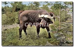 Immagine del venditore per Animaux et Faune - Buffle Noir - Black Buffalo - Carte Postale Ancienne venduto da CPAPHIL