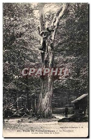 Carte Postale Ancienne forêt de Fontainebleau Le Pharamond Le plus vieux chene de la forêt