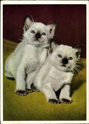 Ansichtskarte / Postkarte Hauskatzen, Katzenportrait, Kätzchen