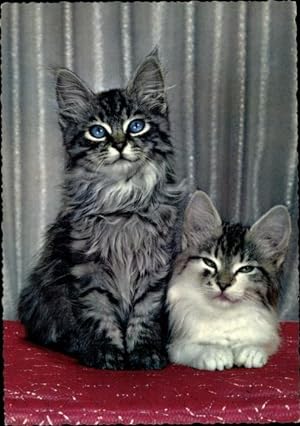 Ansichtskarte / Postkarte Hauskatzen, Katzenportrait, Kätzchen