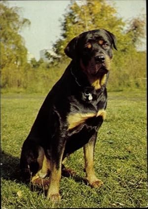 Ansichtskarte / Postkarte Hundeportrait, Rottweiler