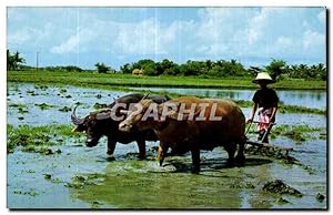 Image du vendeur pour Carte Postale Semi Moderne Thailand Thailande Cultivation of the rice Riz mis en vente par CPAPHIL