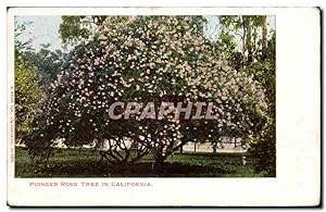 Seller image for Carte Postale Ancienne Pioneer Pose Tree In California for sale by CPAPHIL