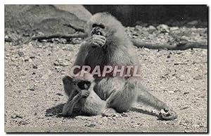 Image du vendeur pour Carte Postale Semi Moderne Zoo Vincennes Gibbon et son petit Monkey Singe mis en vente par CPAPHIL
