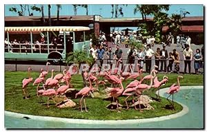 Seller image for Carte Postale Ancienne Animal Color Series From the San Diego for sale by CPAPHIL