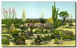 Seller image for Fleurs - Plantes - Cactus - A few variations of desert vegtation - Carte Postale Ancienne for sale by CPAPHIL