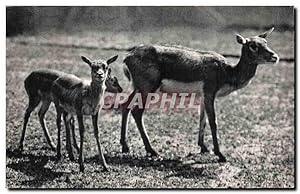 Imagen del vendedor de Carte Postale Semi Moderne Parc zoologique Bois de Vincennes Zoo Gazelles de l'inde a la venta por CPAPHIL