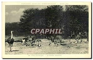 Image du vendeur pour Carte Postale Ancienne Paris Exposition coloniale internationale 1931 Parc zoologiqueLa savane africaine Autruche mis en vente par CPAPHIL