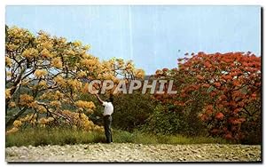 Carte Postale Moderne Martinique La campagne en fleurs Flamboyants jaune et rouges