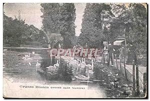 Imagen del vendedor de Carte Postale Ancienne Cygnes Blancs cygnes clor Swan a la venta por CPAPHIL